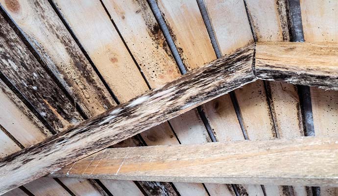 Mold damaged wooden joists