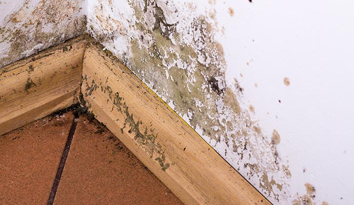 Mold on the wall