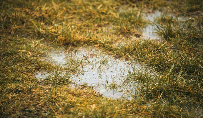 Patch of grass with puddles of standing water