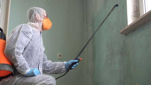 mold removal and remediation process